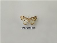 藏品(尺蛾609)的圖片